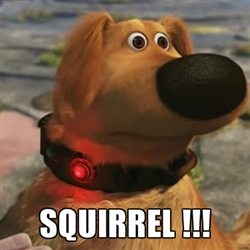 squirrel.jpg